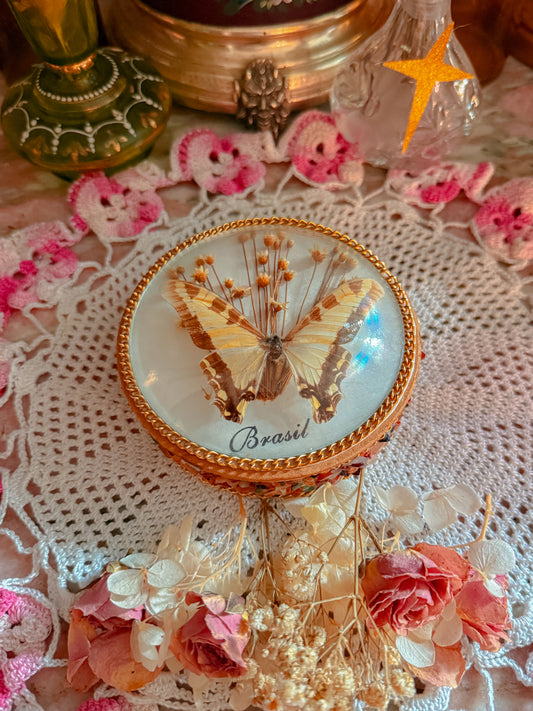 Real butterfly stash✨