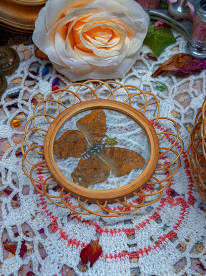 Real butterfly bamboo coasters✨