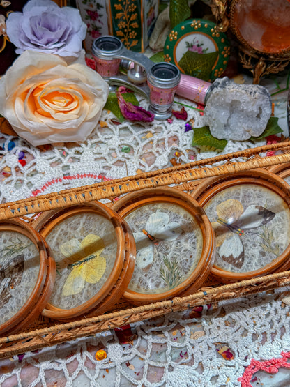 Bamboo and real butterfly coasters and basket✨