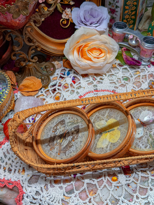 Bamboo and real butterfly coasters and basket✨