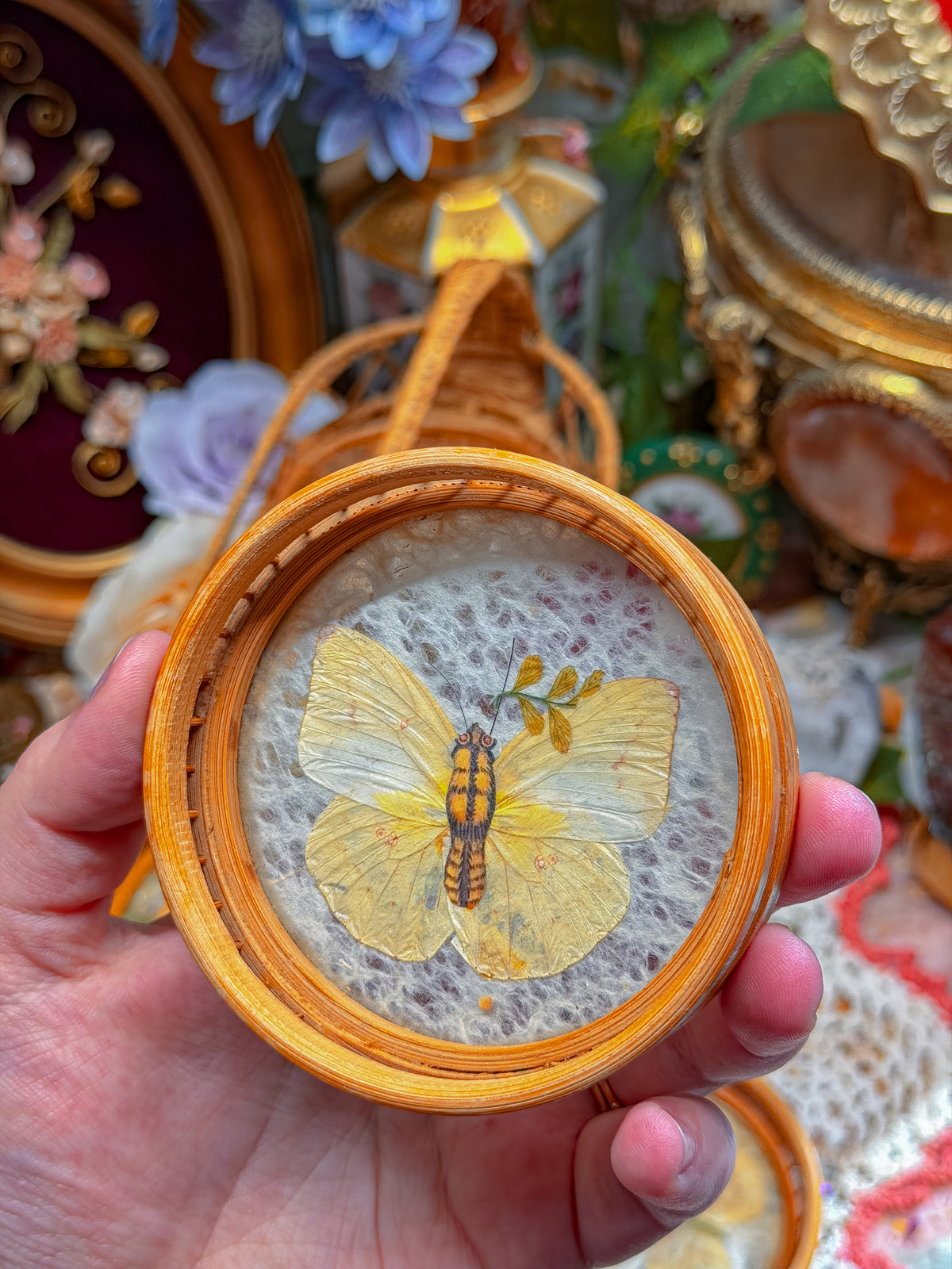 Bamboo and real butterfly coasters and basket✨