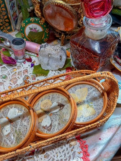 Bamboo and real butterfly coasters and basket✨