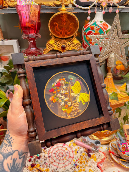 Pressed floral taxidermy butterfly shadow box✨