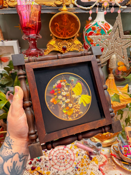 Pressed floral taxidermy butterfly shadow box✨