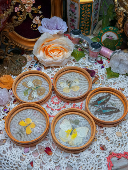 Bamboo pressed flower and real butterfly coaster and tray vintage set✨